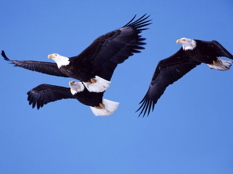 Bald eagles in flight