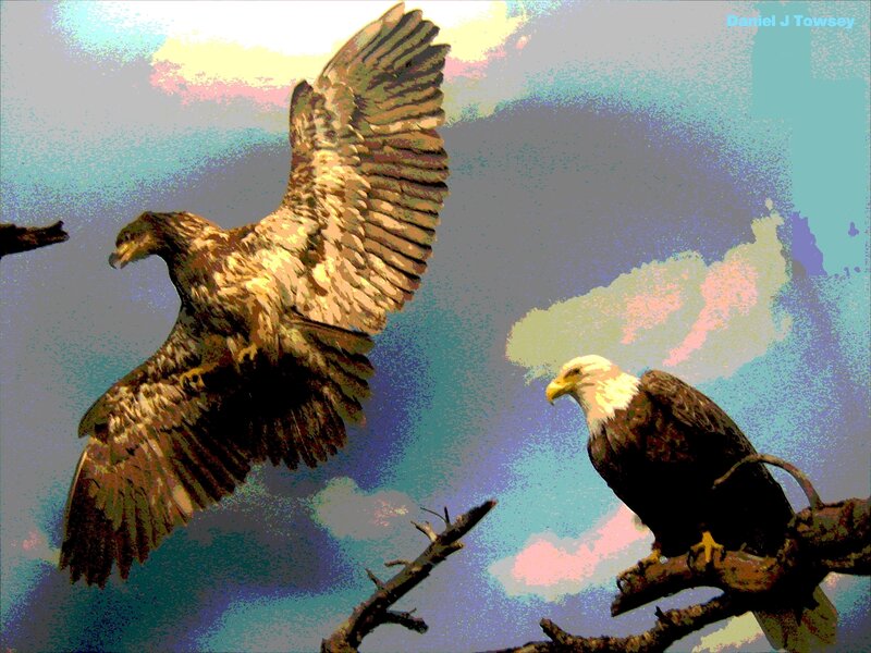Bald eagles in flight and perched