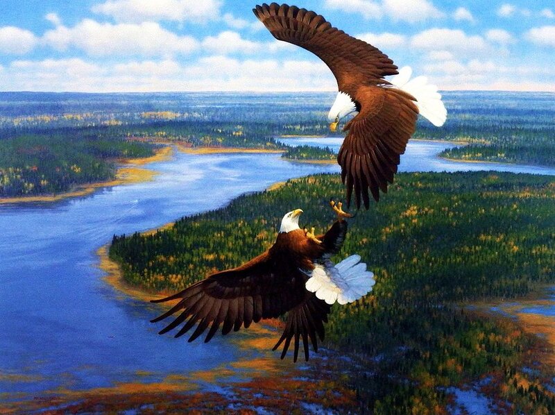 Bald Eagles in Flight — Blue, Dramatic, Afternoon