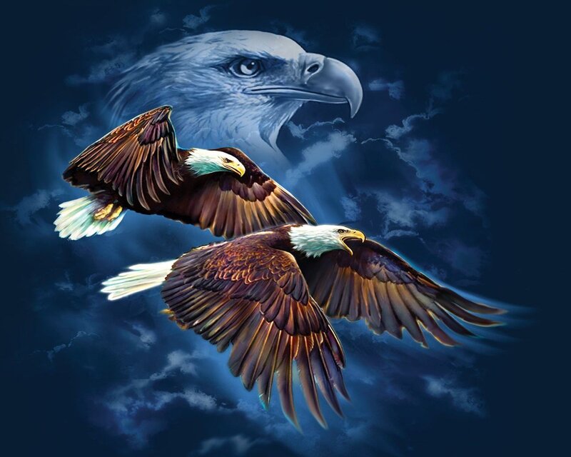 Bald Eagles in Flight — Blue, Dramatic, Night