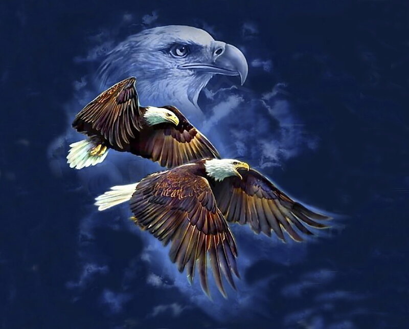 Bald Eagles in Flight — Blue, Dramatic