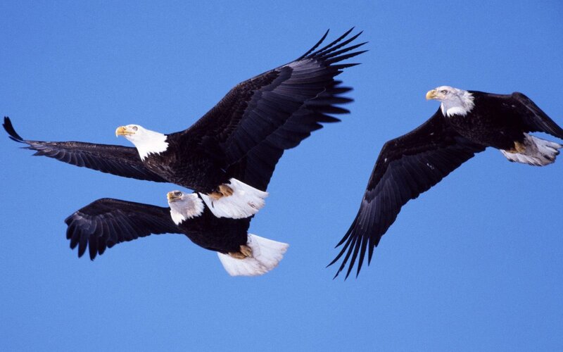 Bald Eagles in Flight — Blue, Dynamic, Afternoon