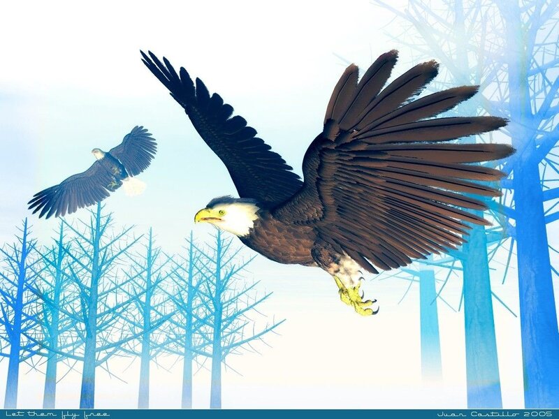 Bald Eagles in Flight — Blue, Serene, Winter