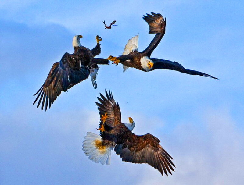 Bald Eagles in Flight — Blue