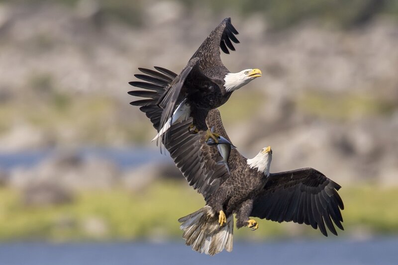 Bald Eagles in Flight — Brown, Dramatic, Afternoon