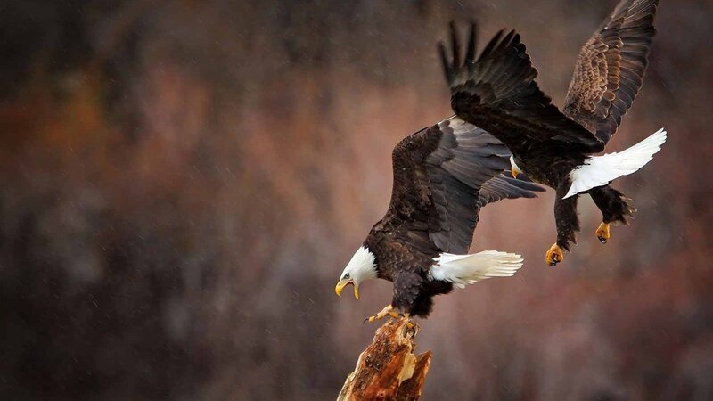 Bald Eagles in Flight — Brown, Dramatic, Photograph