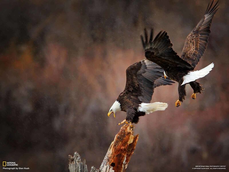 Bald Eagles in Flight — Brown, Dramatic, Photograph, Tree Stump