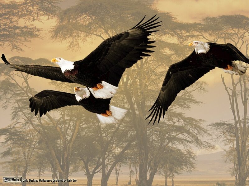 Bald Eagles in Flight — Brown, Dramatic, Sunset