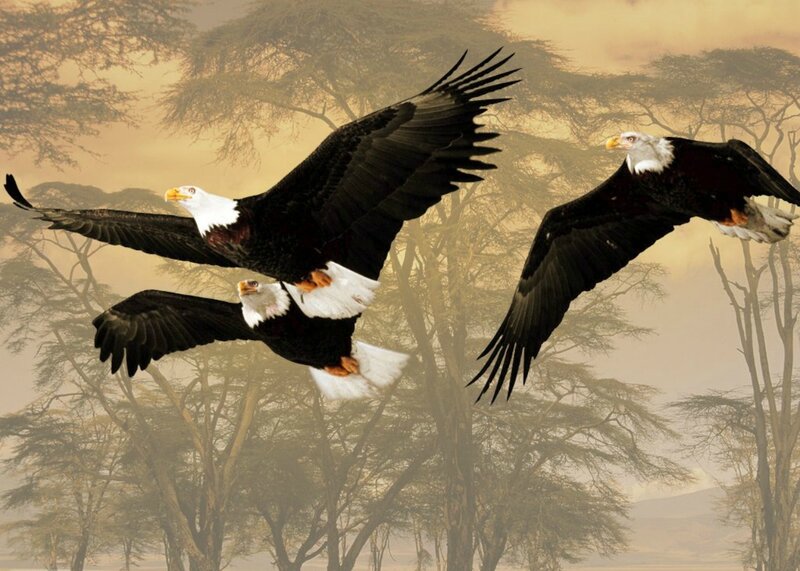 Bald Eagles in Flight — Brown, Dramatic