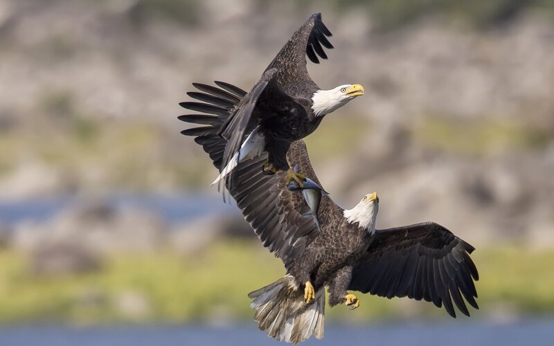 Bald Eagles in Flight — Brown, Dynamic