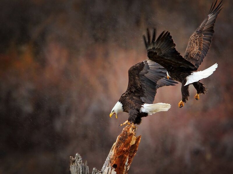 Bald Eagles in Flight — Brown