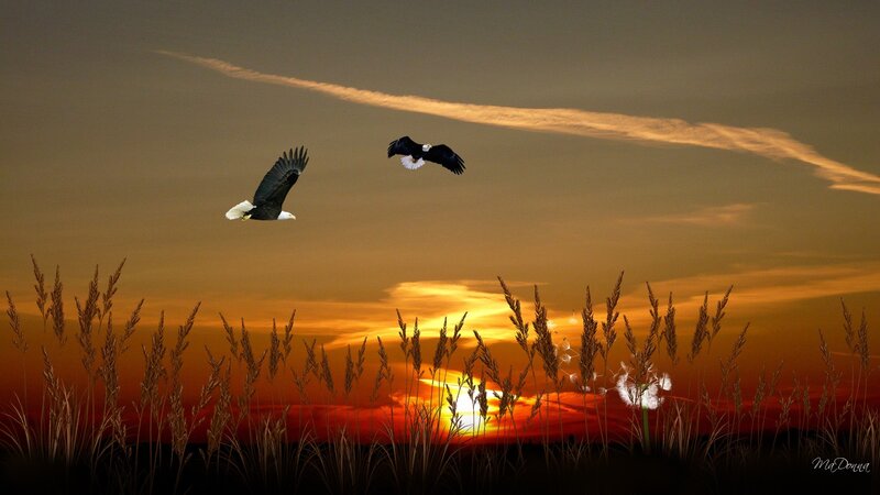 Bald Eagles in Flight — Orange