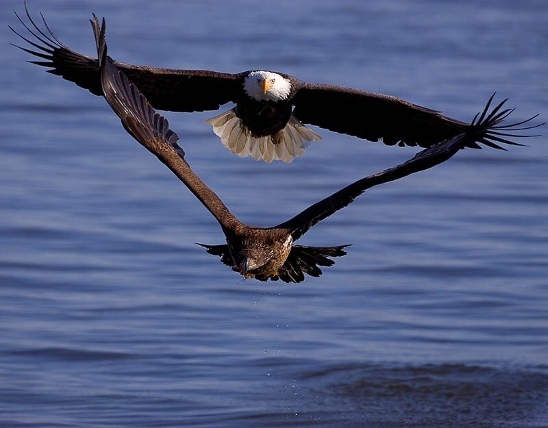 Bald eagles in flight over water