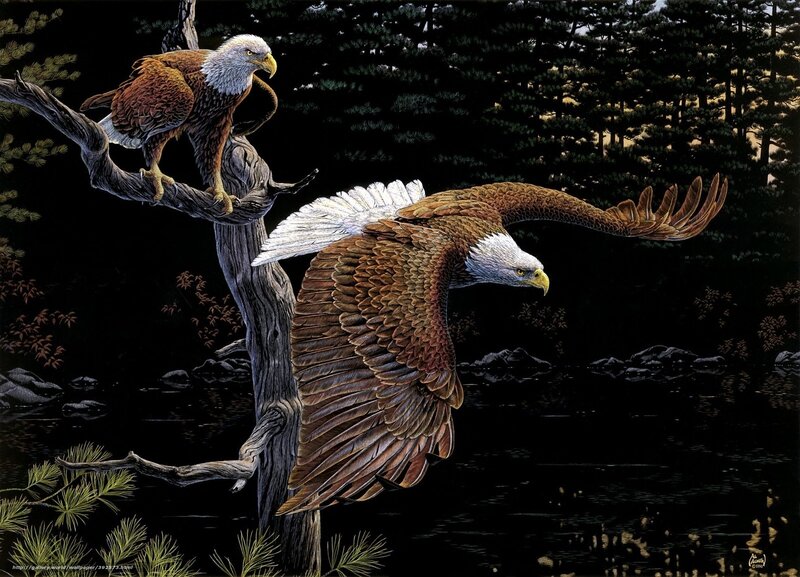 Bald Eagles in Forest — Brown, Dramatic, Night