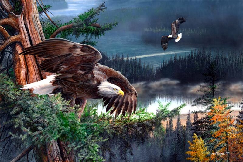 Bald Eagles in Forest — Green
