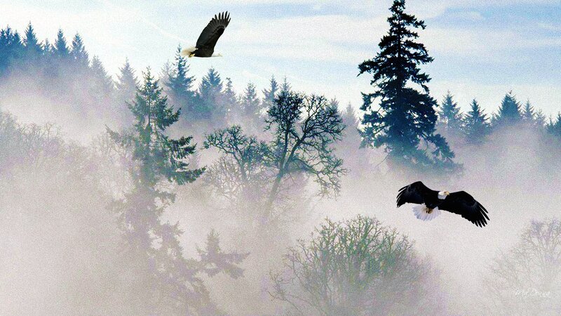 Bald Eagles in Forest