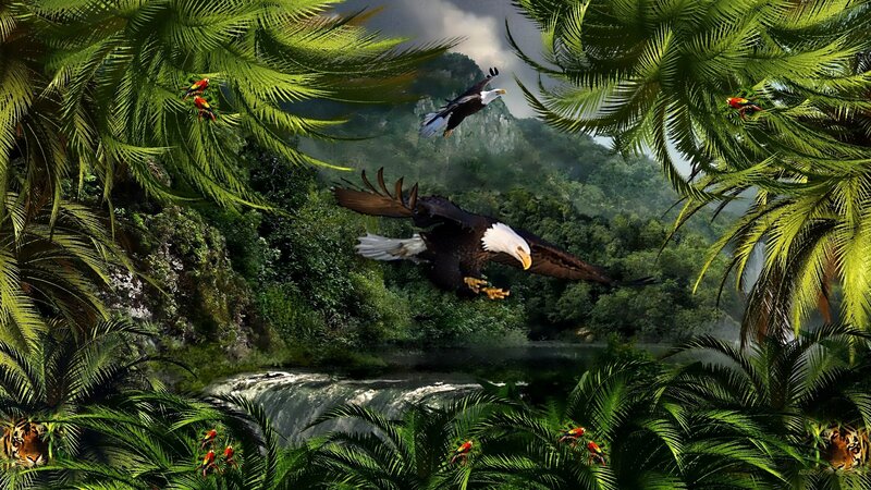 Bald Eagles in Jungle