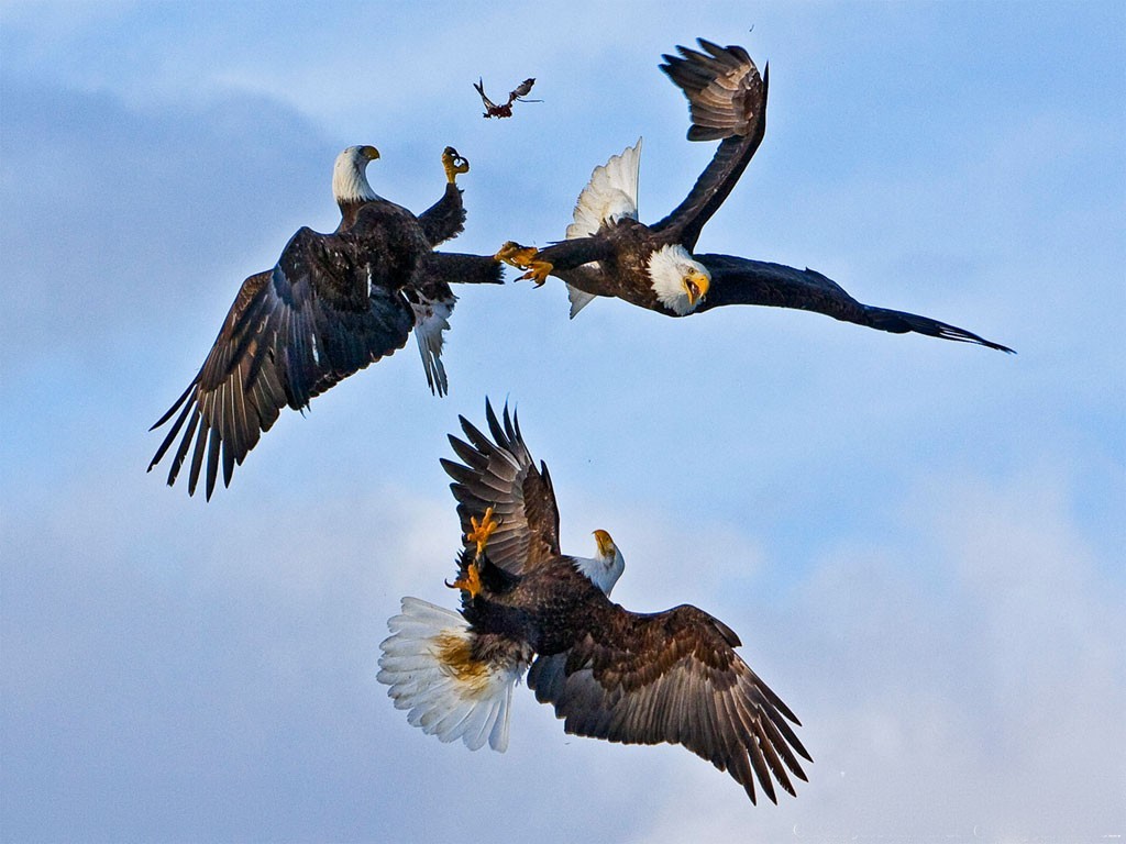 Bald eagles in mid-air clash