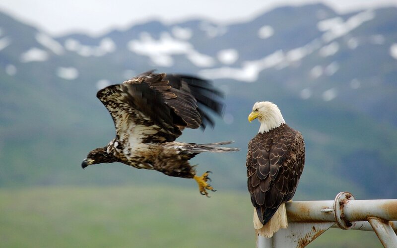 Bald eagles in mountain landscape