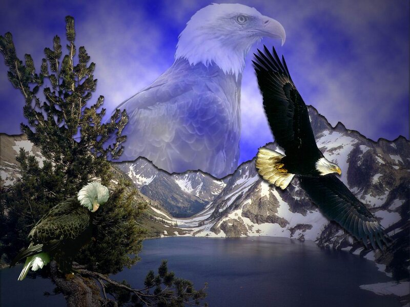 Bald Eagles in Mountains — Blue, Dramatic