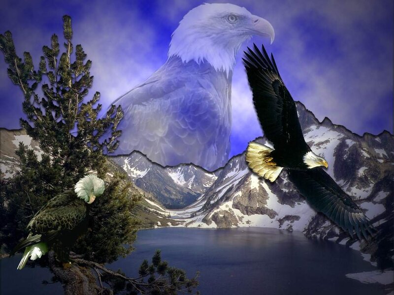 Bald Eagles in Mountains — Blue