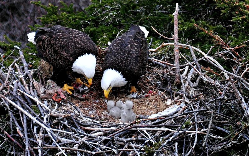 Bald Eagles in Nest