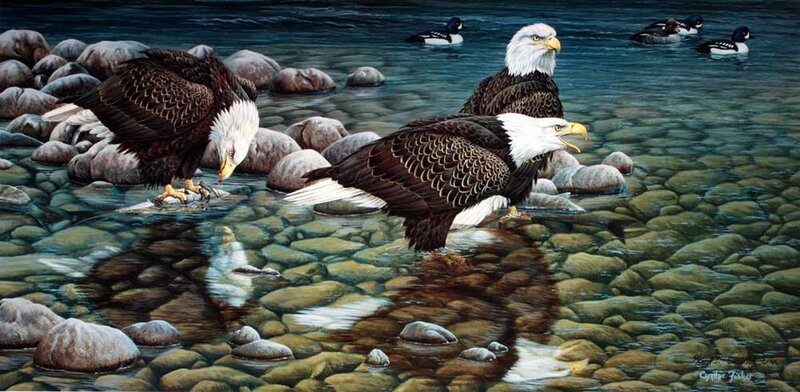Bald Eagles in River