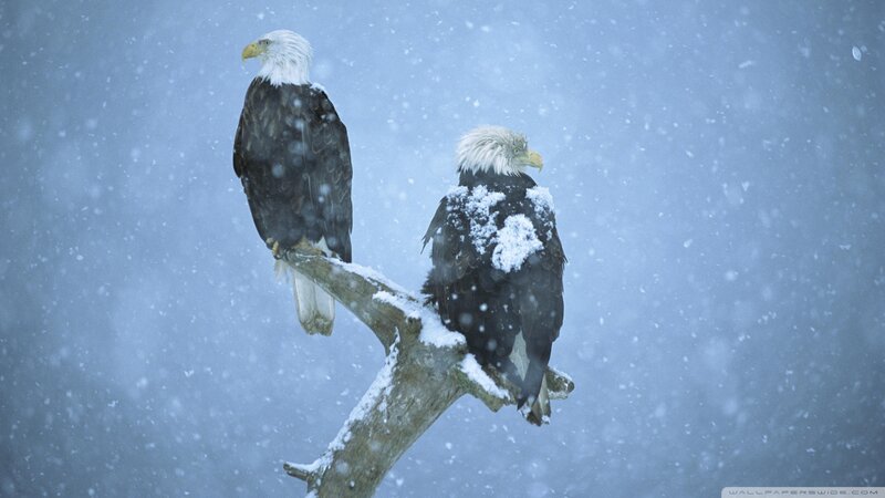 Bald Eagles in Snow — Blue