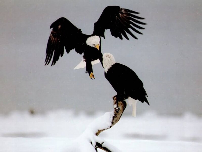 Bald Eagles in Snow