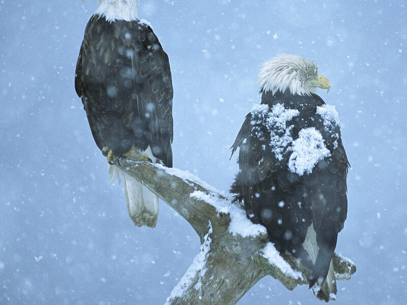 Bald Eagles in Snow — White