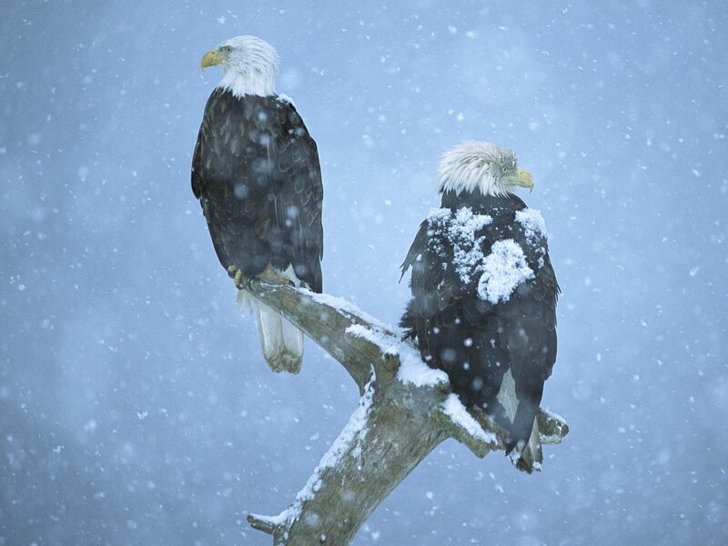 Bald eagles in snowstorm