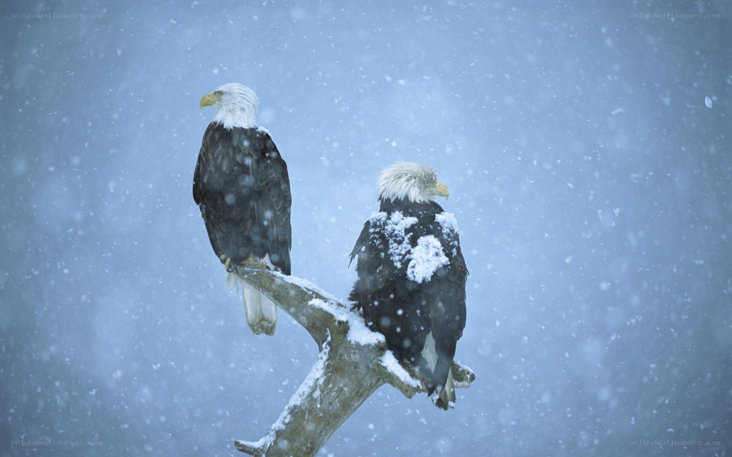 Bald eagles in snowstorm