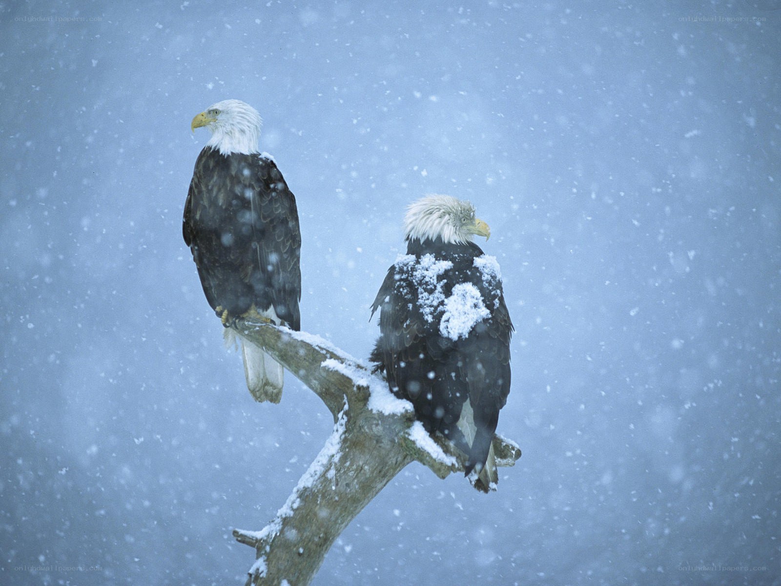 Bald eagles in snowstorm