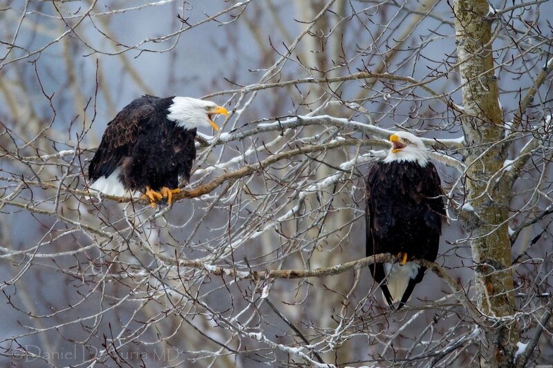 Bald eagles in snowy branches