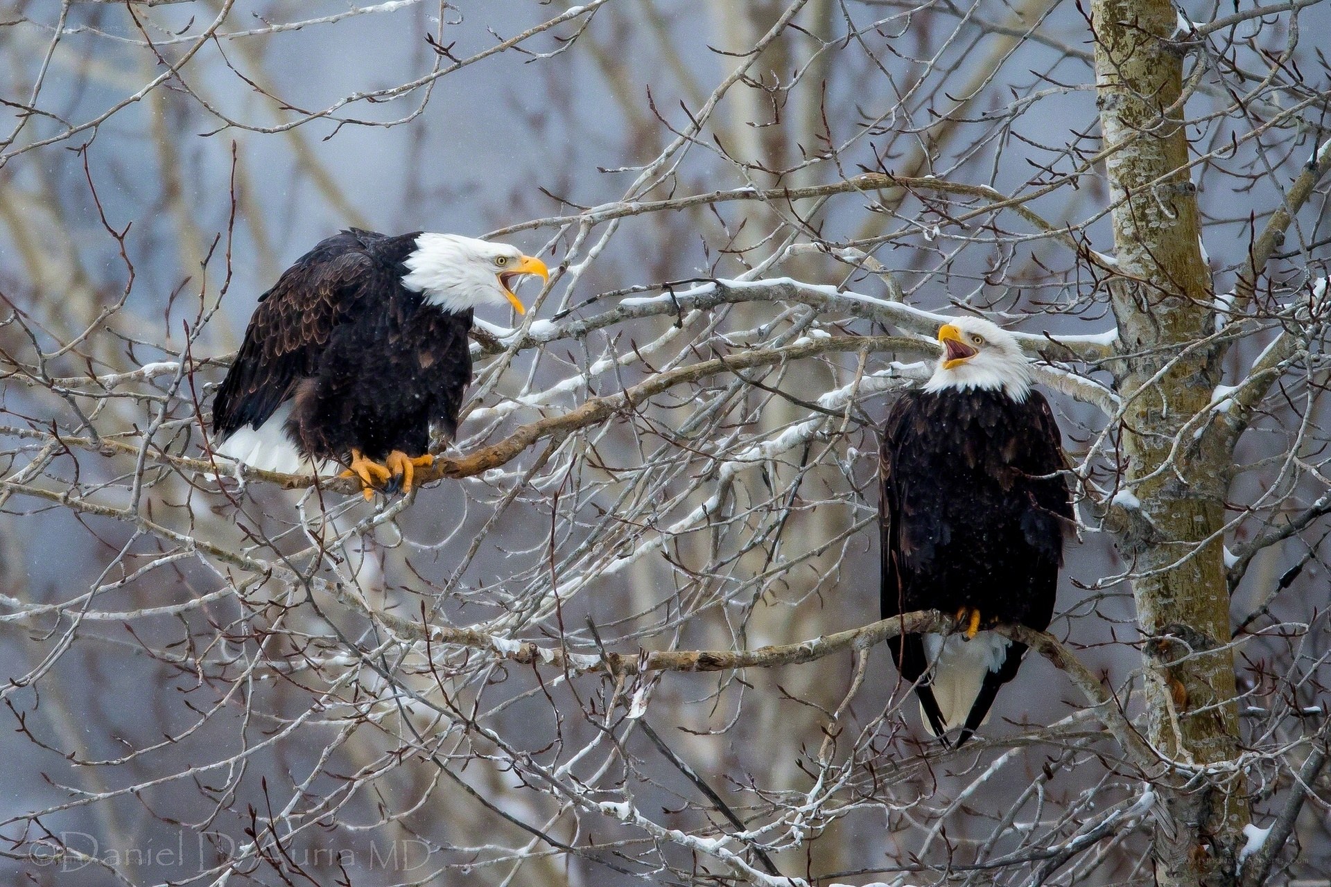 Bald eagles in snowy branches