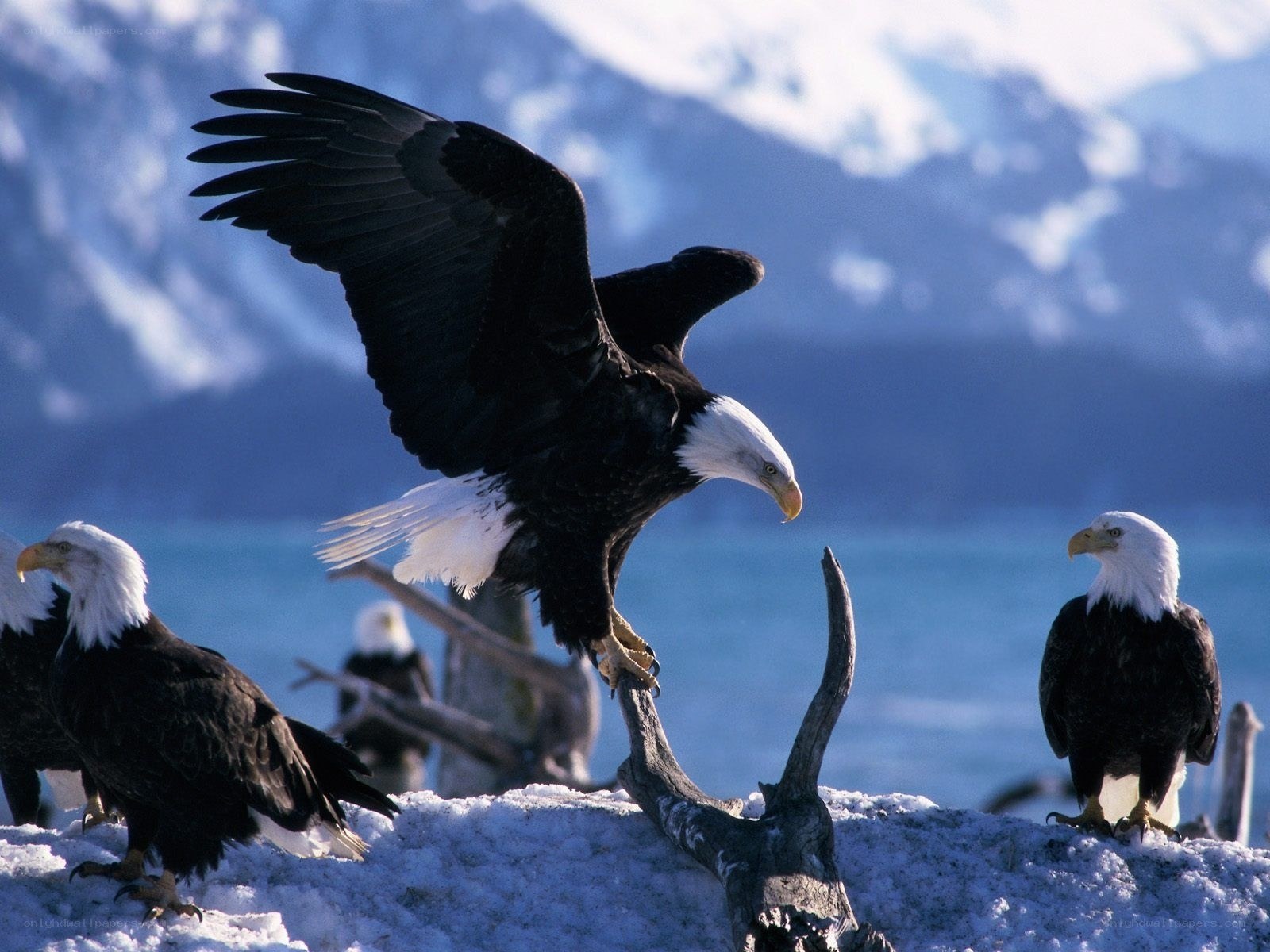 Bald eagles in snowy landscape