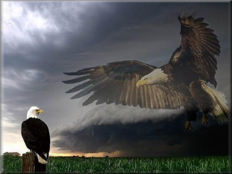 Bald eagles in stormy sky