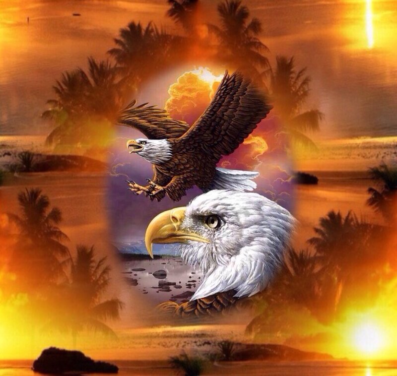 Bald Eagles in Sunset — Orange