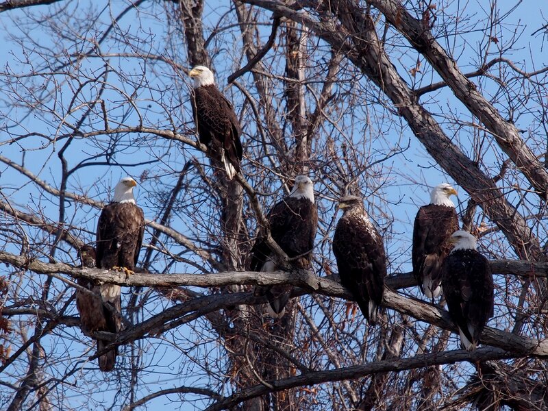 Bald Eagles in Tree — Brown