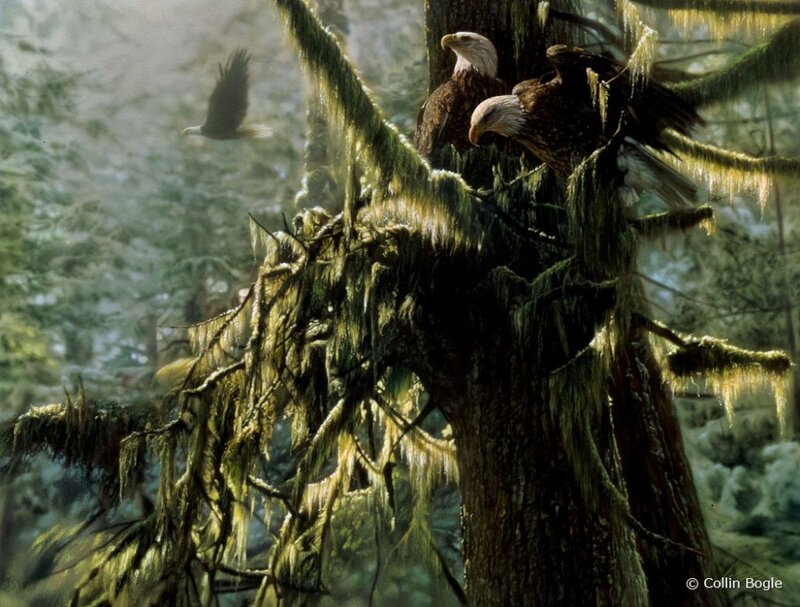 Bald Eagles in Tree — Green