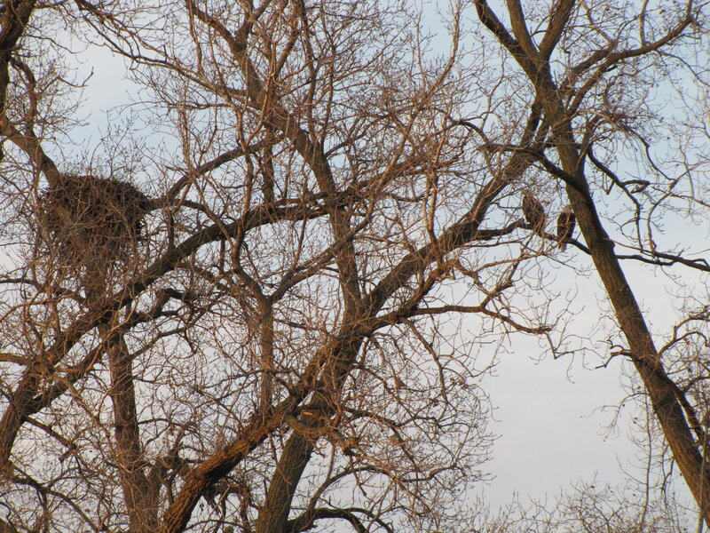 Bald Eagles in Tree