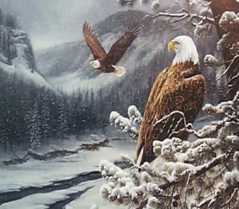 Bald eagles in winter landscape