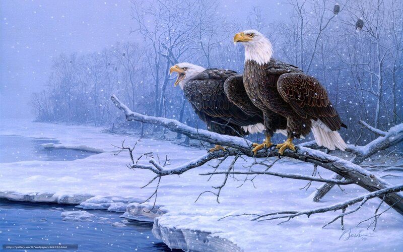 Bald eagles in winter snow