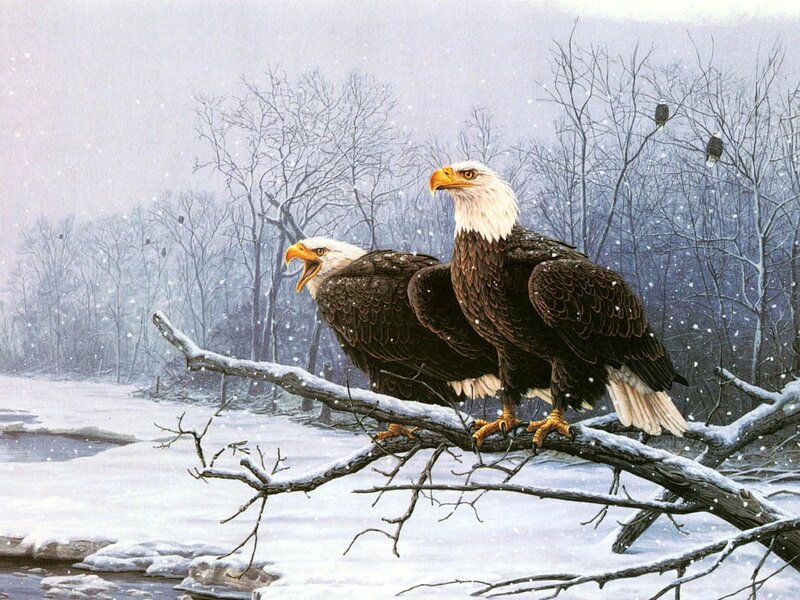 Bald eagles in winter