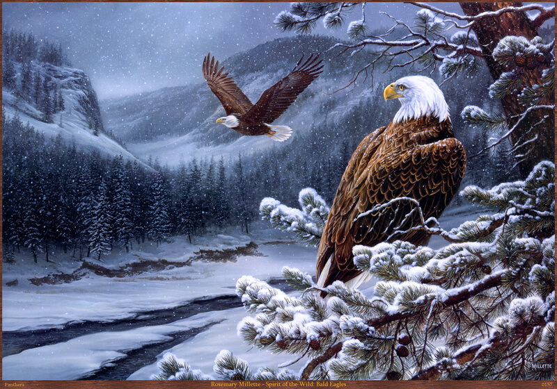Bald Eagles in Winter — White