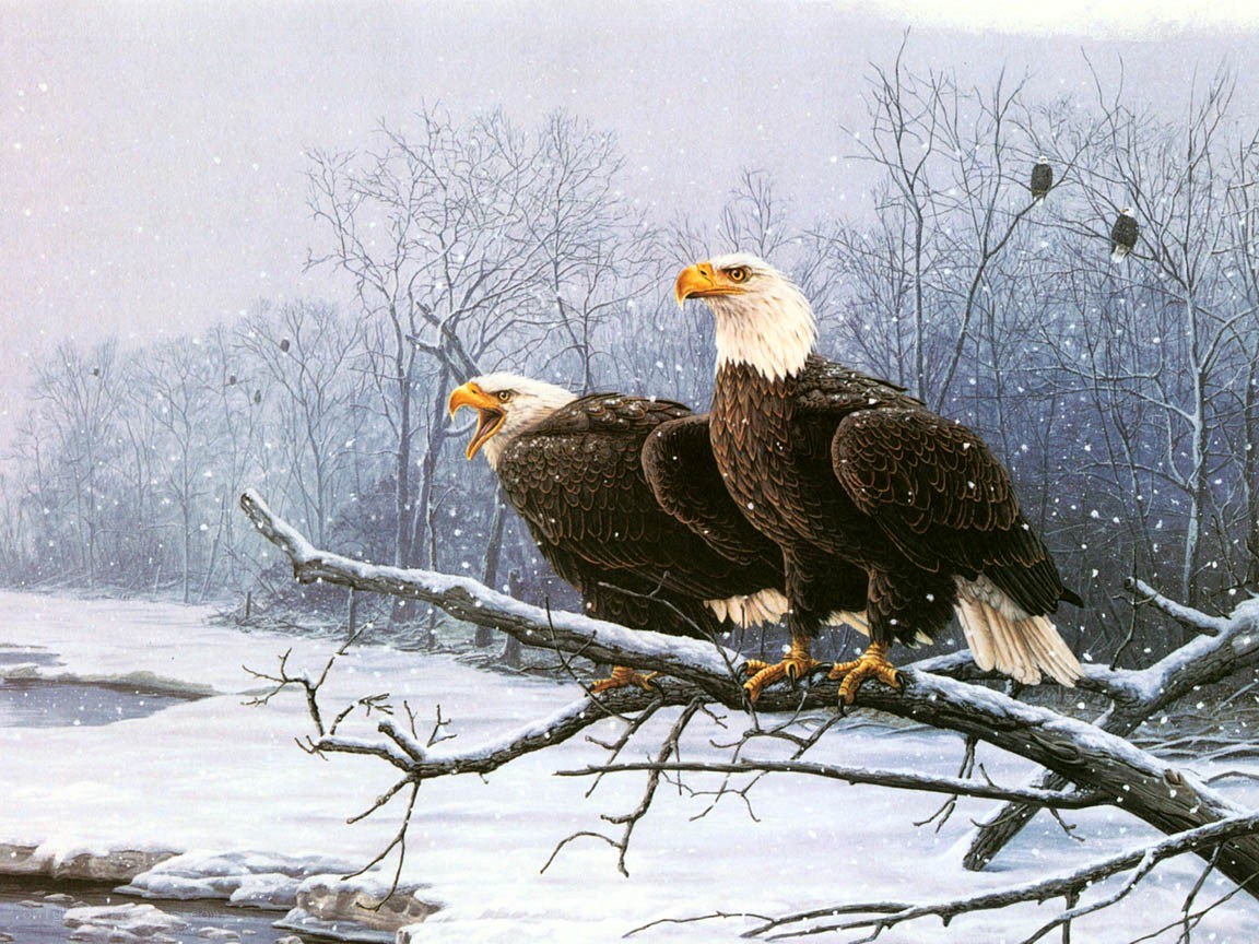 Bald eagles in winter