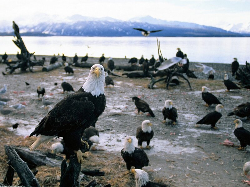 Bald eagles on a beach