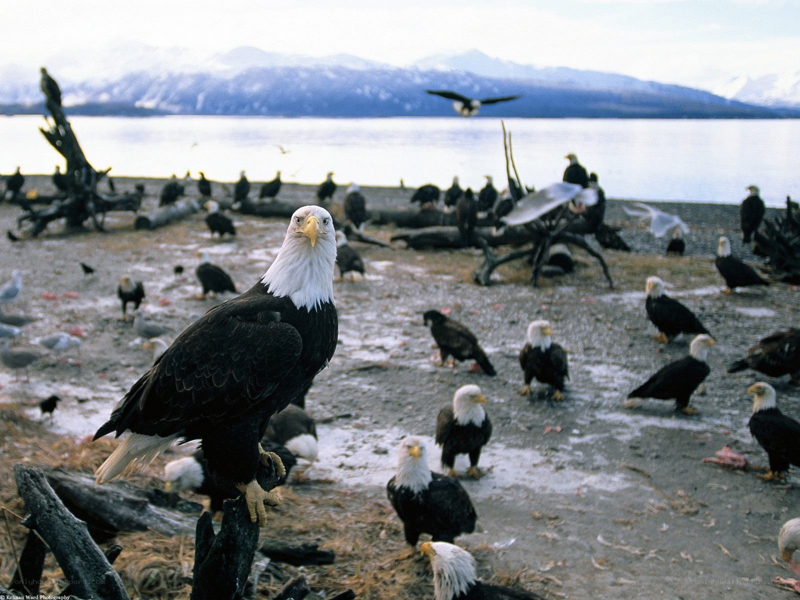 Bald eagles on a beach