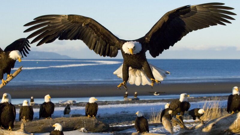 Bald eagles on a beach