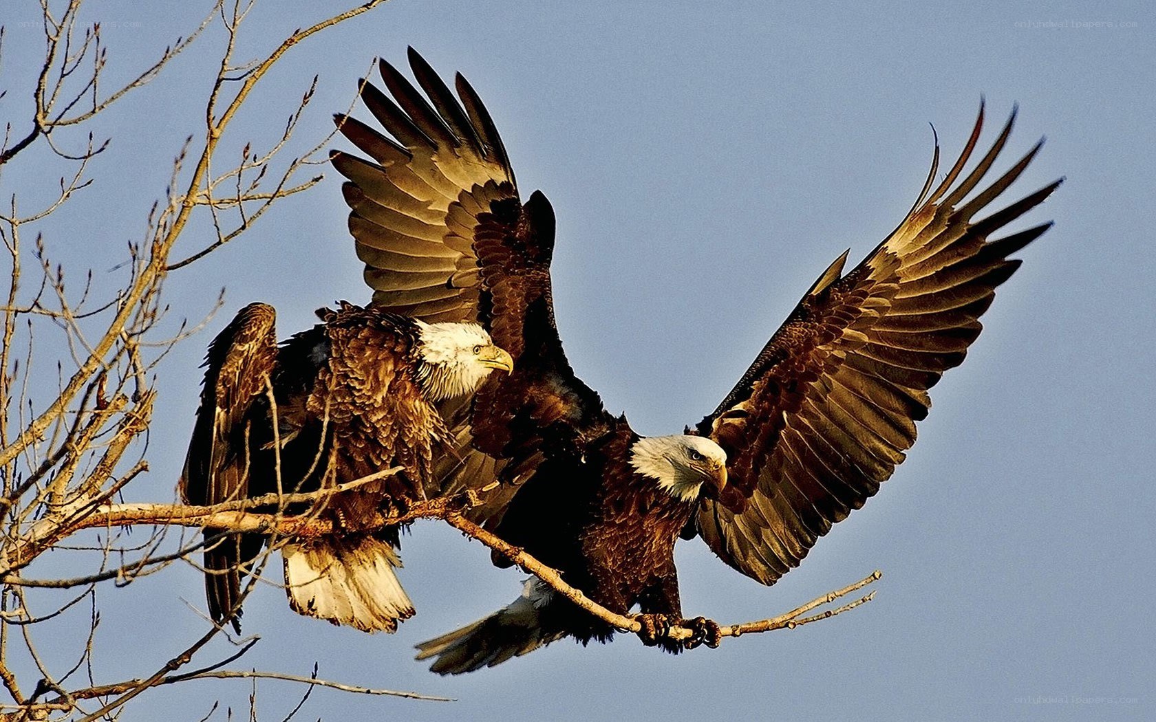 Bald eagles on a branch